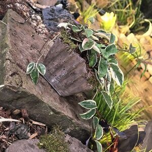 Beautiful Hoya In A Handmade Pot